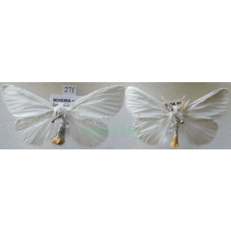 Euproctis similis (Fuessly, 1775) pair Kuprówka złotnica Czech27f